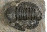 Detailed Proetid (Gerastos) Trilobite Fossil - Morocco #343301-1